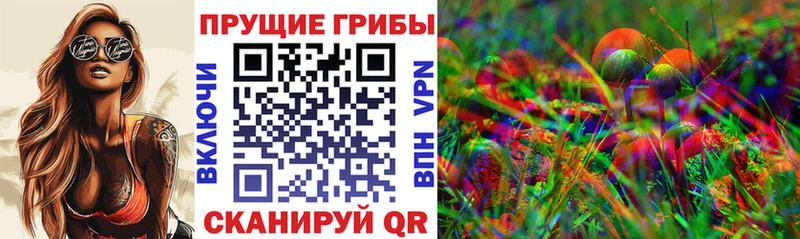 как найти   Бузулук  Псилоцибиновые грибы Cubensis 